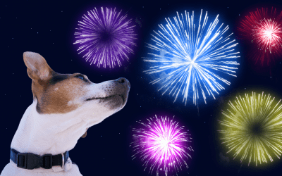5 Tips To Help Your Dog Feel Safe During Firework Season