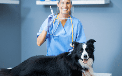 Pet Vaccines You Should Know About