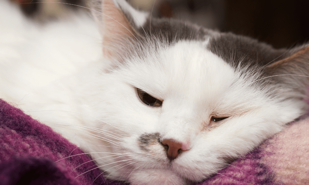 Home Remedies for Cat Colds