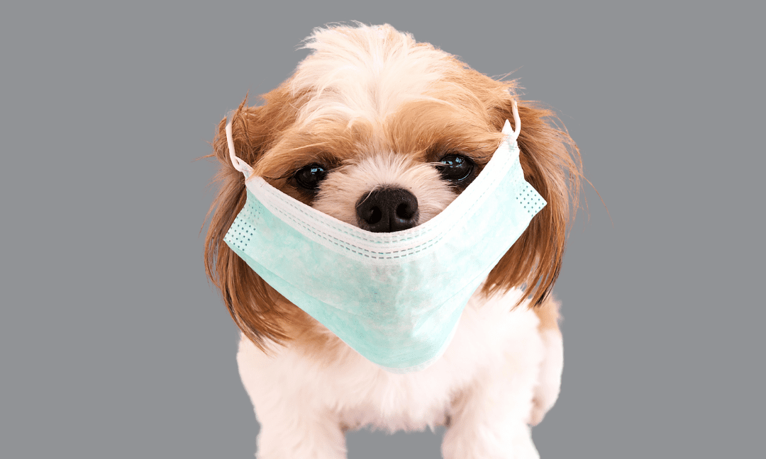 How To Treat Cough In Dogs