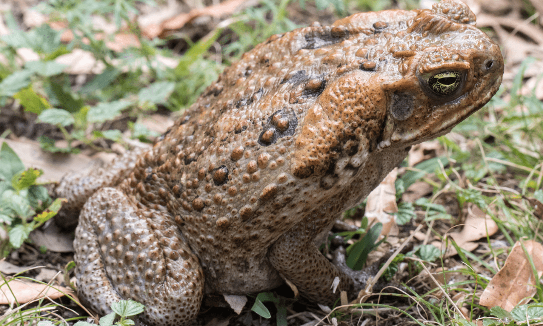First Aid For Cane Toad Poisoning In Dogs