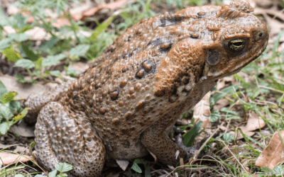First Aid For Cane Toad Poisoning In Dogs