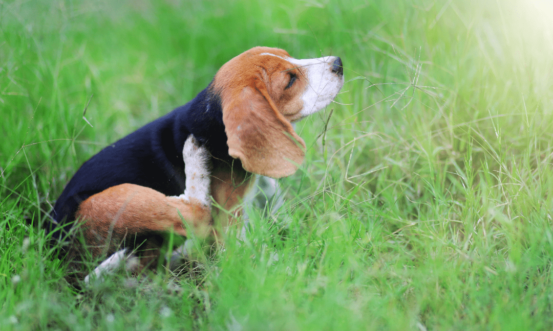 Causes of Intense Scratching in Dogs