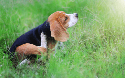 Causes of Intense Scratching in Dogs