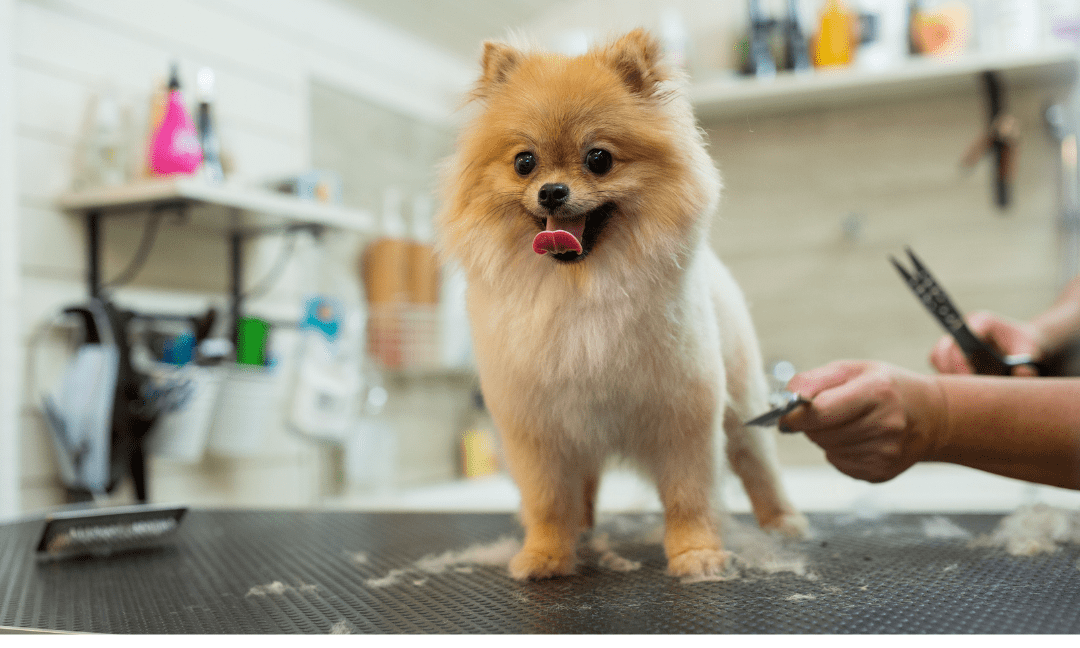 Benefits of dog grooming