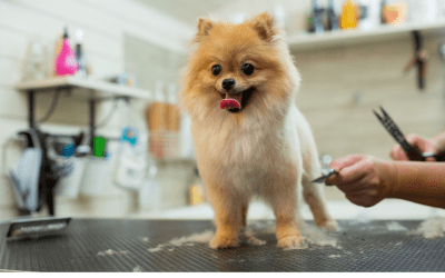 Benefits of Dog Grooming: Why Your Pooch Needs Some Glow Up