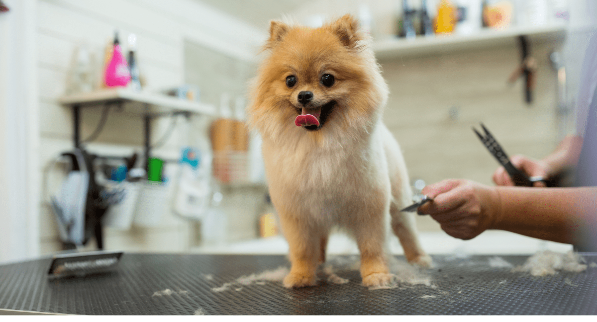 Benefits Of Dog Grooming | Why Your Pooch Needs Some Glow Up?