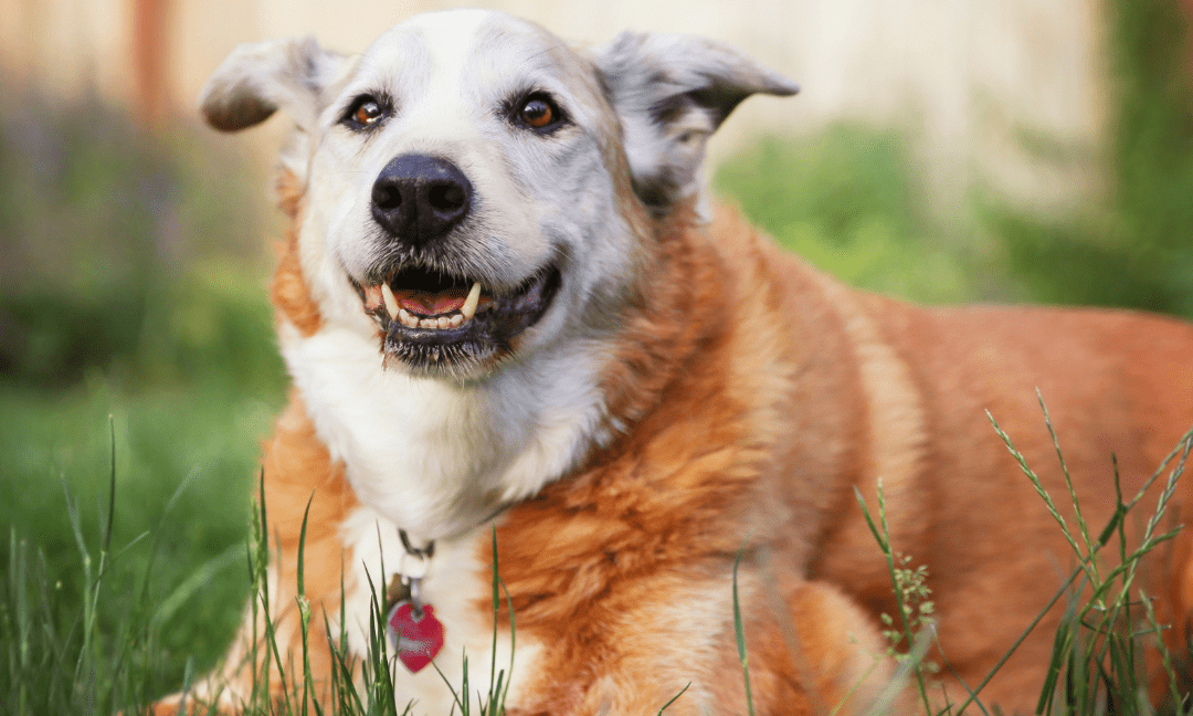 Signs of ageing in dogs