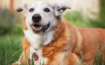 Signs of Ageing In Dogs: What Your Old Dog Would Like To Tell You