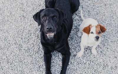 Tips For Introducing A New Puppy To An Old Dog
