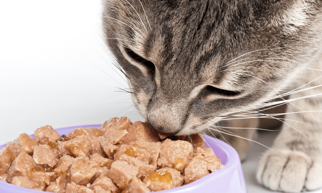 Tips For Feeding A Cat The Right Way