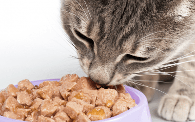 Tips For Feeding A Cat The Right Way