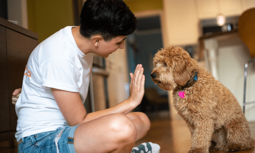 Behaviours of a Puppy to Look Out For