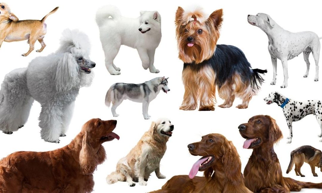 10 Most Popular Dogs In Australia