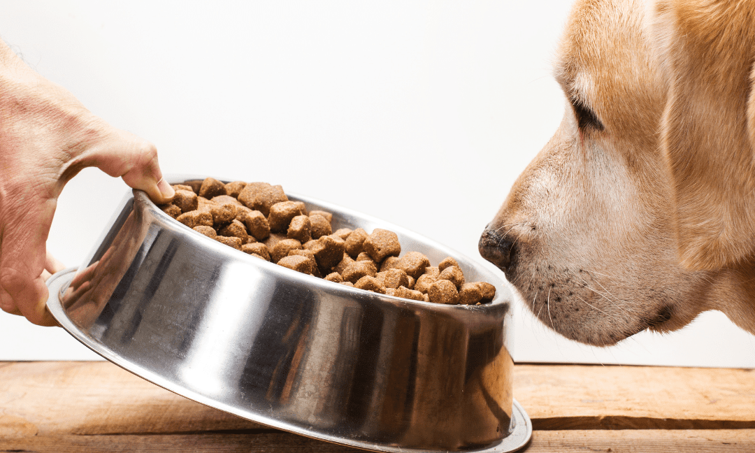 Dos And Don’t’s Of Feeding Your Dog