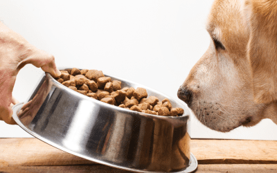 Dos And Don’t’s Of Feeding Your Dog
