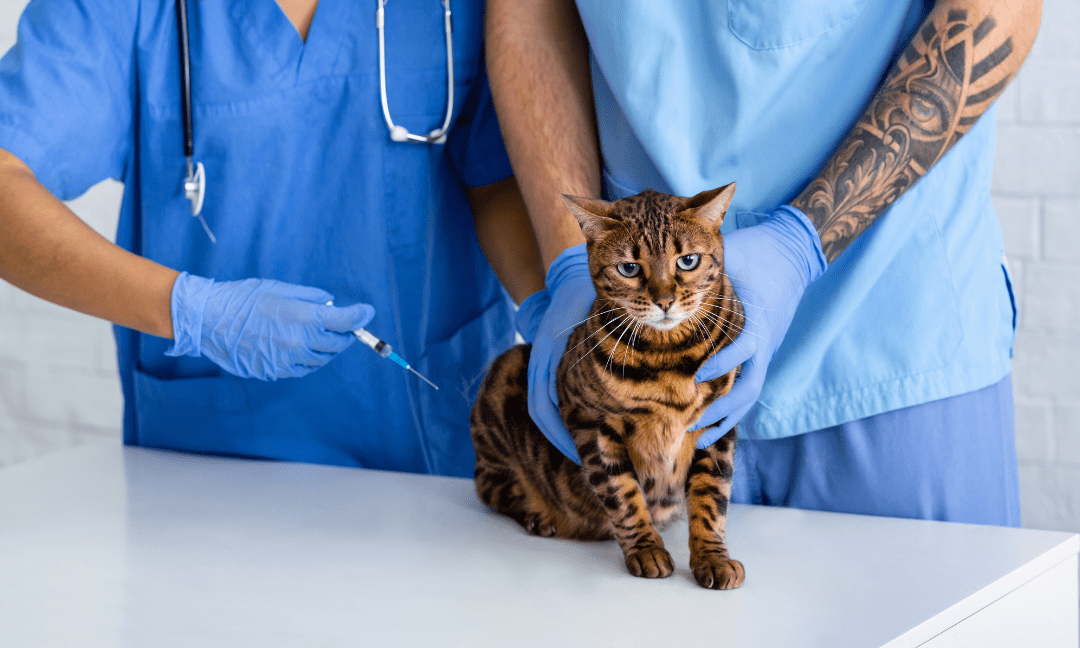 Pet Vaccinations: Does My Pet Really Need Them?