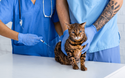 Pet Vaccinations: Does My Pet Really Need Them?