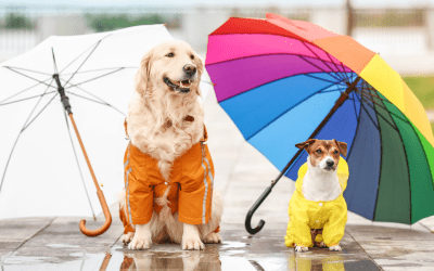Must Have Rainy Day Dog Walking Essentials