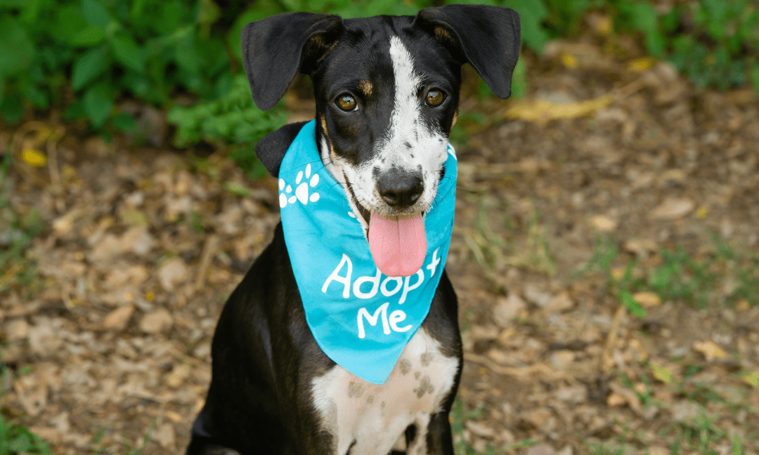 What To Consider When Adopting A Shelter Or Rescue Dog
