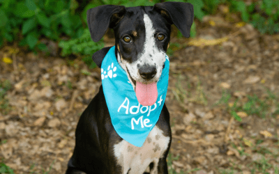 What To Consider When Adopting A Shelter Or Rescue Dog