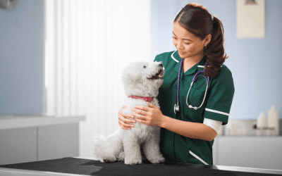 Cushing’s Disease In Dogs