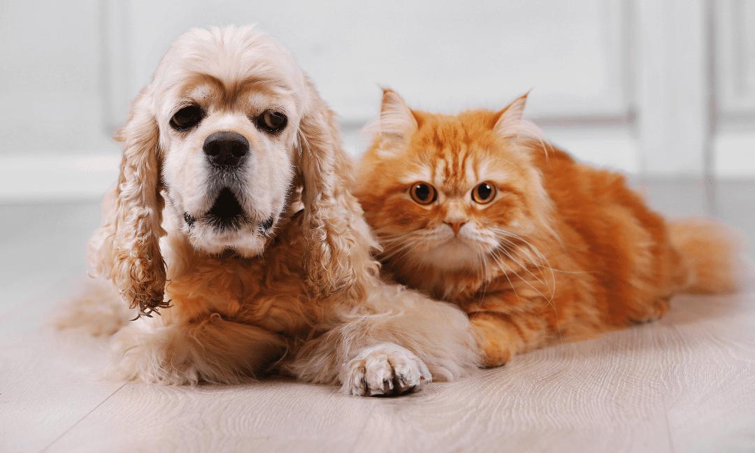 Signs Of Kidney Failure In Dogs And Cats