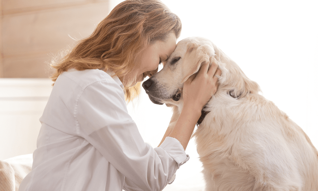 Caring For Pets At Home During Their Final Days At Home