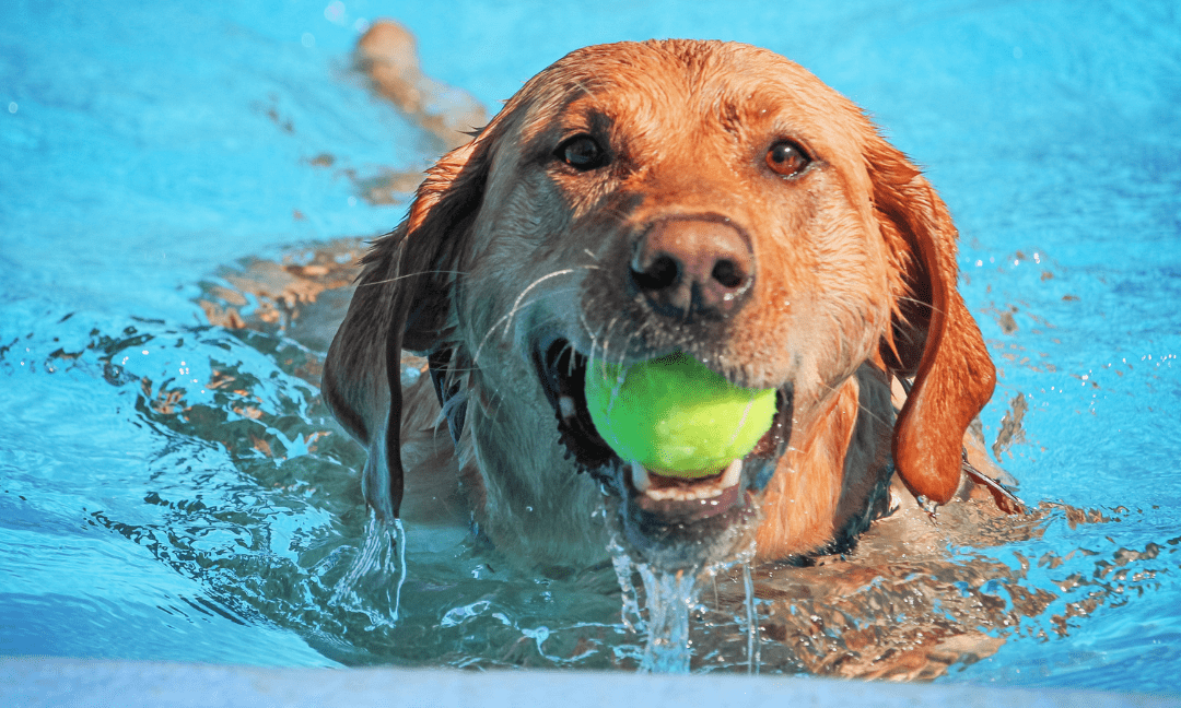 Water dog breeds in Australia