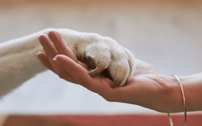 From Grief to Closure: How Pet Cremation Brings Healing To Pet Parents