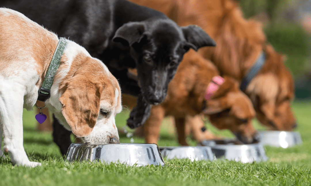 Understanding the Difference Between Wet and Dry Dog Food