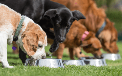 Understanding the Difference Between Wet and Dry Dog Food