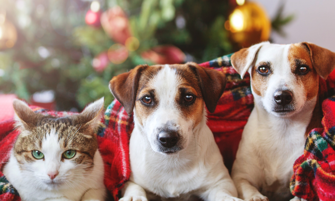 dealing with pet stress during the holidays