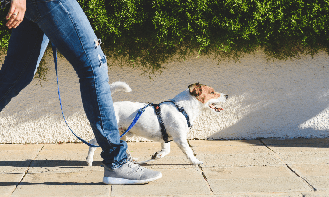 train your dog to walk on a leash