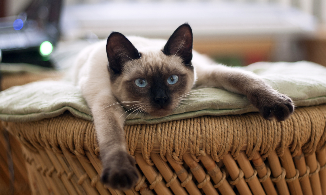 How to Create a Cat-Friendly Home