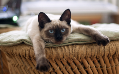 How to Create a Cat-Friendly Home