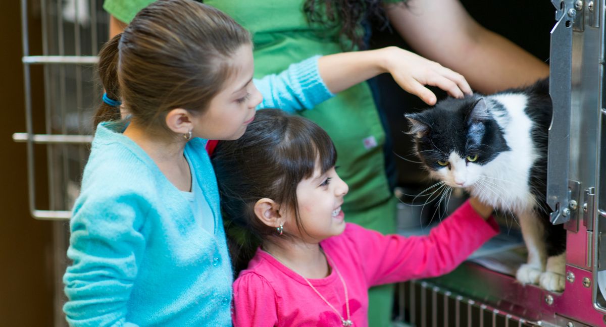 What To Look For When Adopting A Cat: Finding Your Purrfect Companion